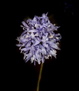 Gilia capitata 20-9861